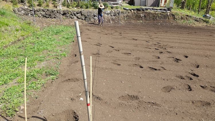里芋を植え付ける畑にラインを引くところ
