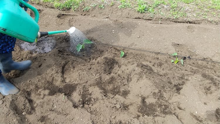 植えた里芋に水をやるところ